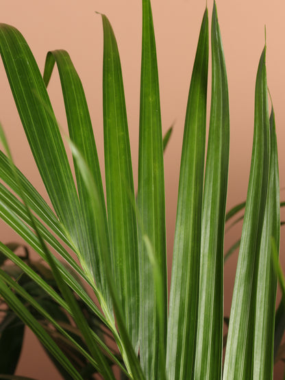cat palm full size 6-8ft Cat Palm – Dahing Plants