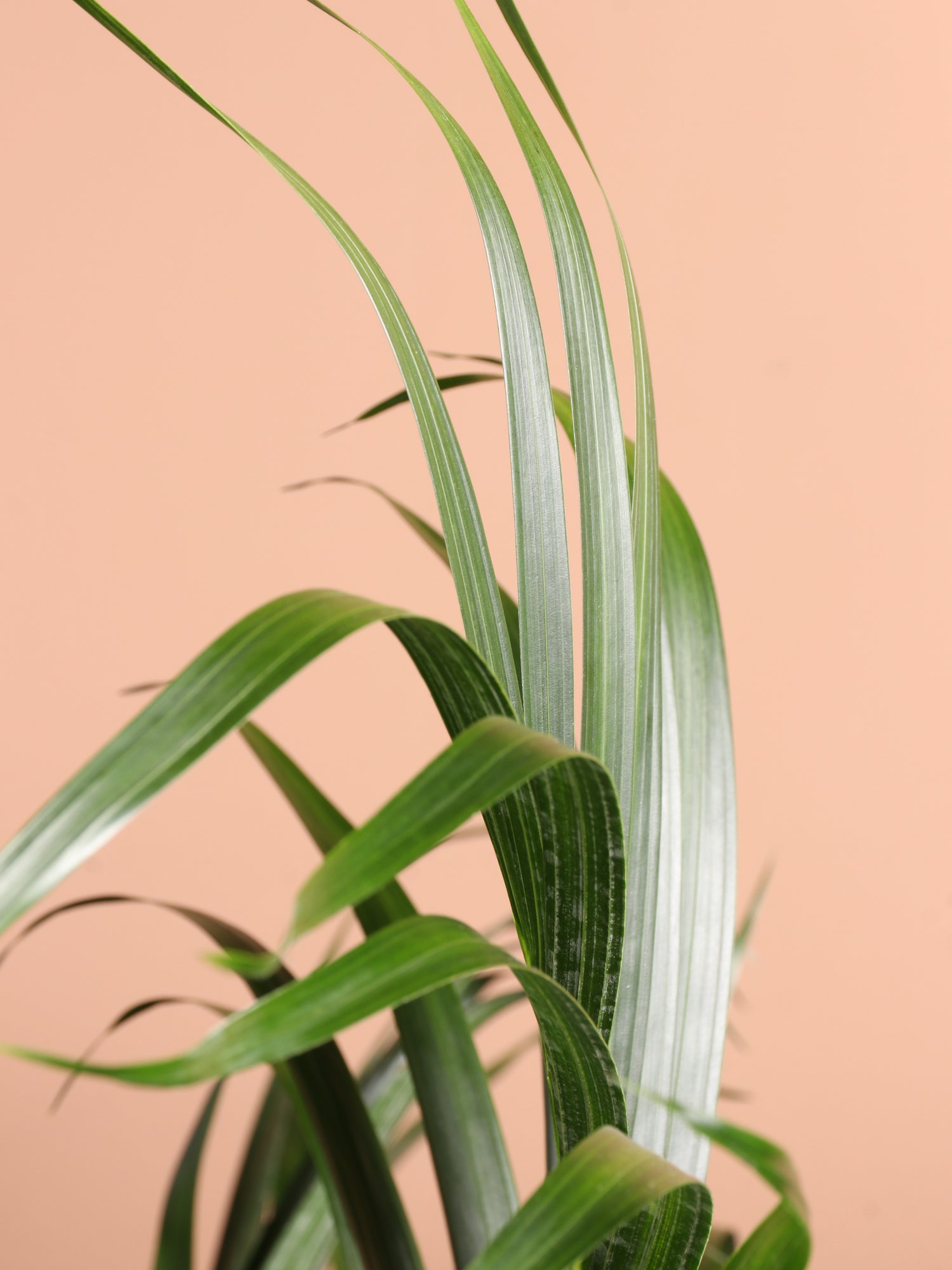 6-8ft Cat Palm – Dahing Plants