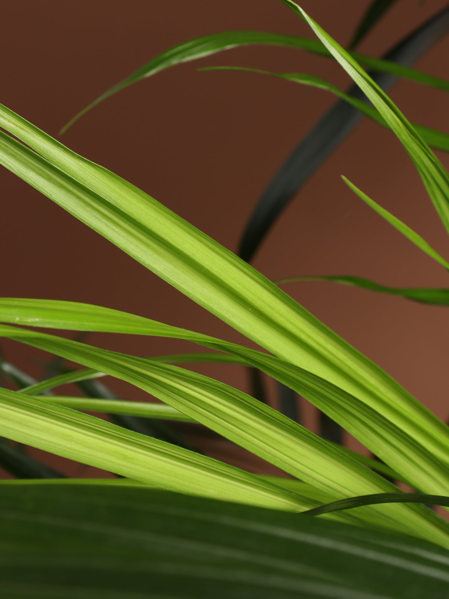cat palm full size 6-8ft Cat Palm – Dahing Plants