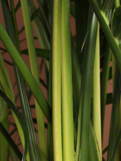 Full Size Cat Palm