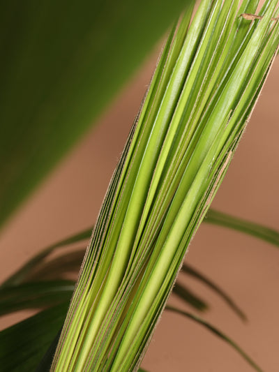 Full Size Chinese Fan Palm