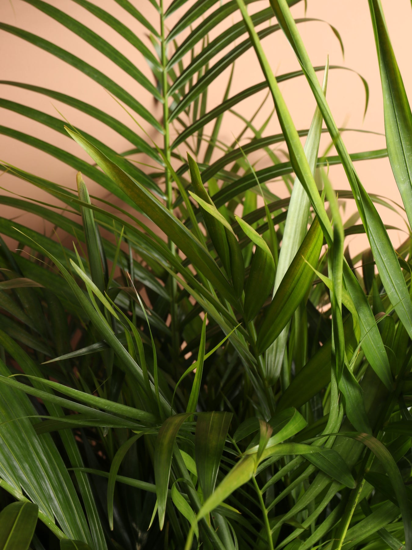 2 REASONS Your Areca Palm Leaves Turning Brown // Areca Palm Plant Care 