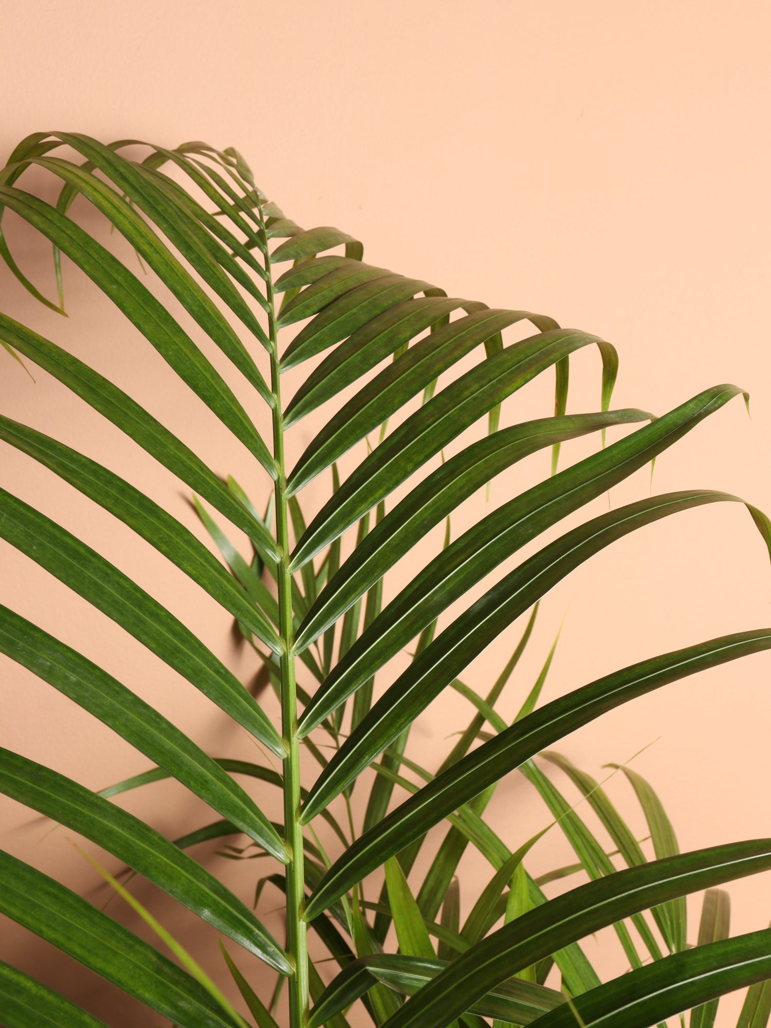 acra palm plant 6-8ft Areca Palm – Dahing Plants