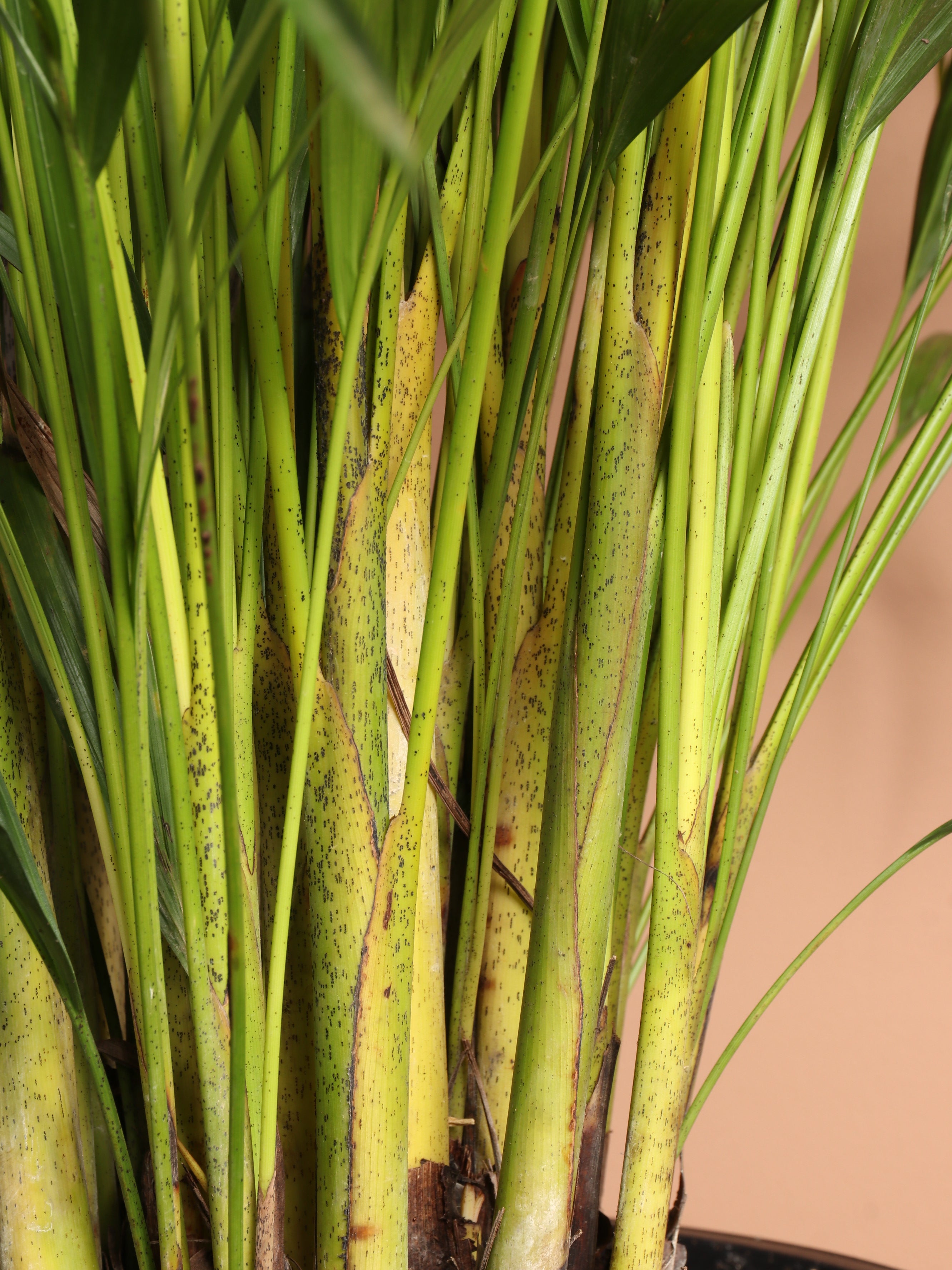 Full Size Areca Palm