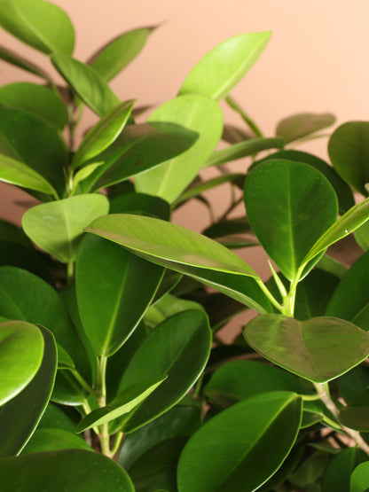 Full Size Ficus Danielle