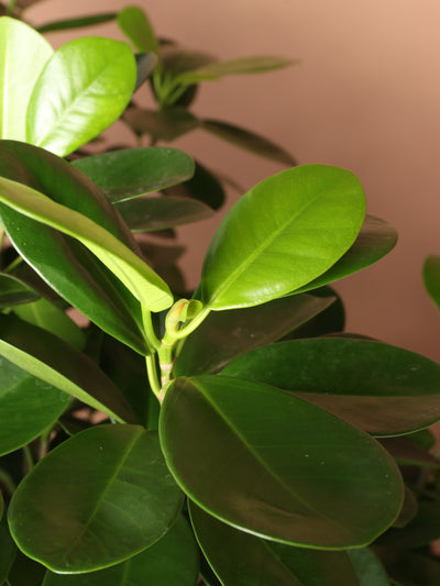 Full Size Ficus Danielle