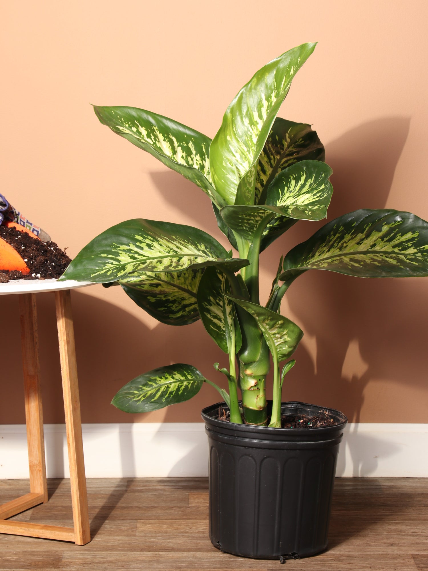 large dieffenbachia seguine Large Dieffenbachia 'Tropic Snow'