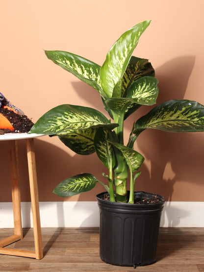 Large Dieffenbachia &