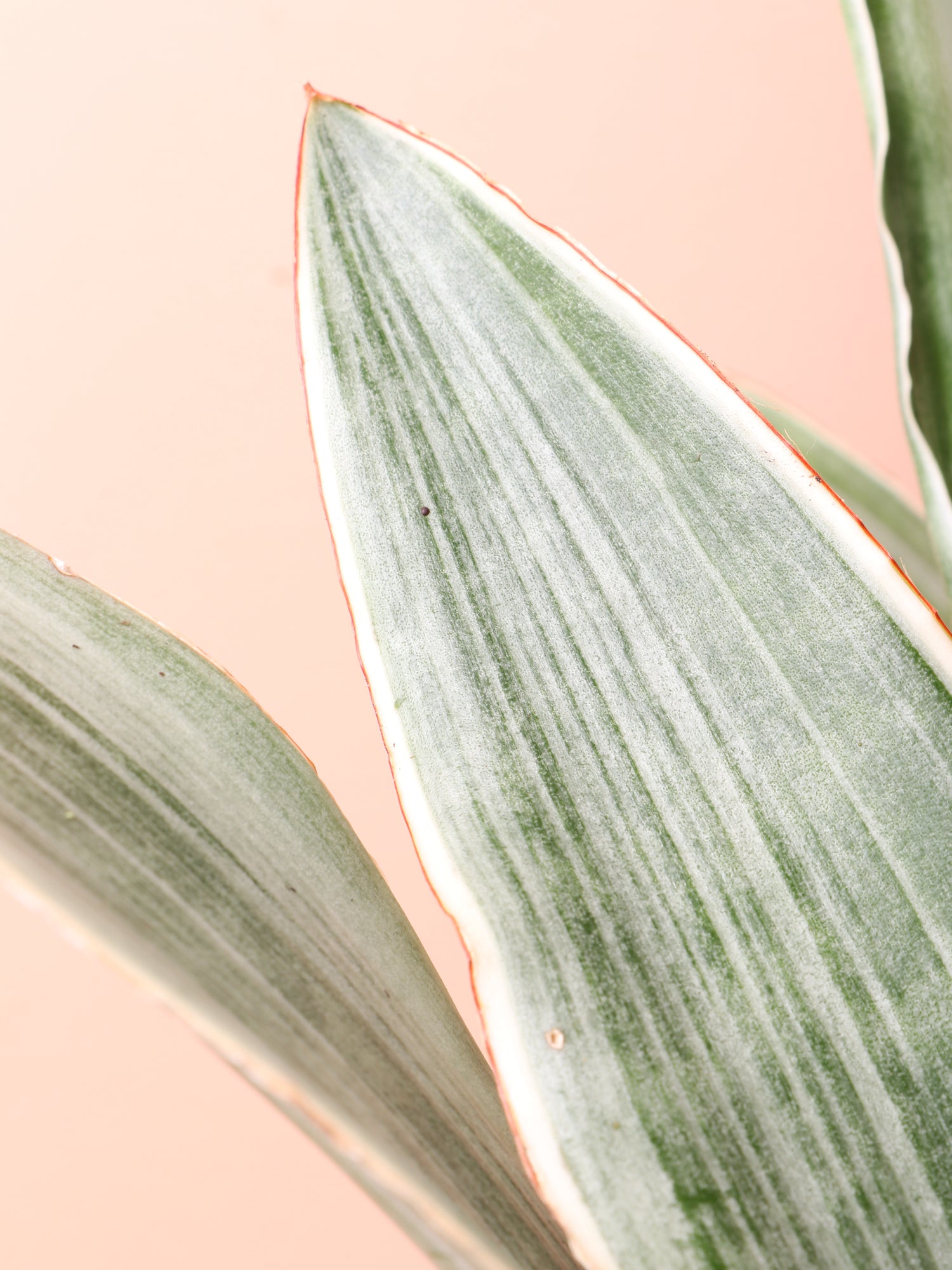 Medium Snake Plant &