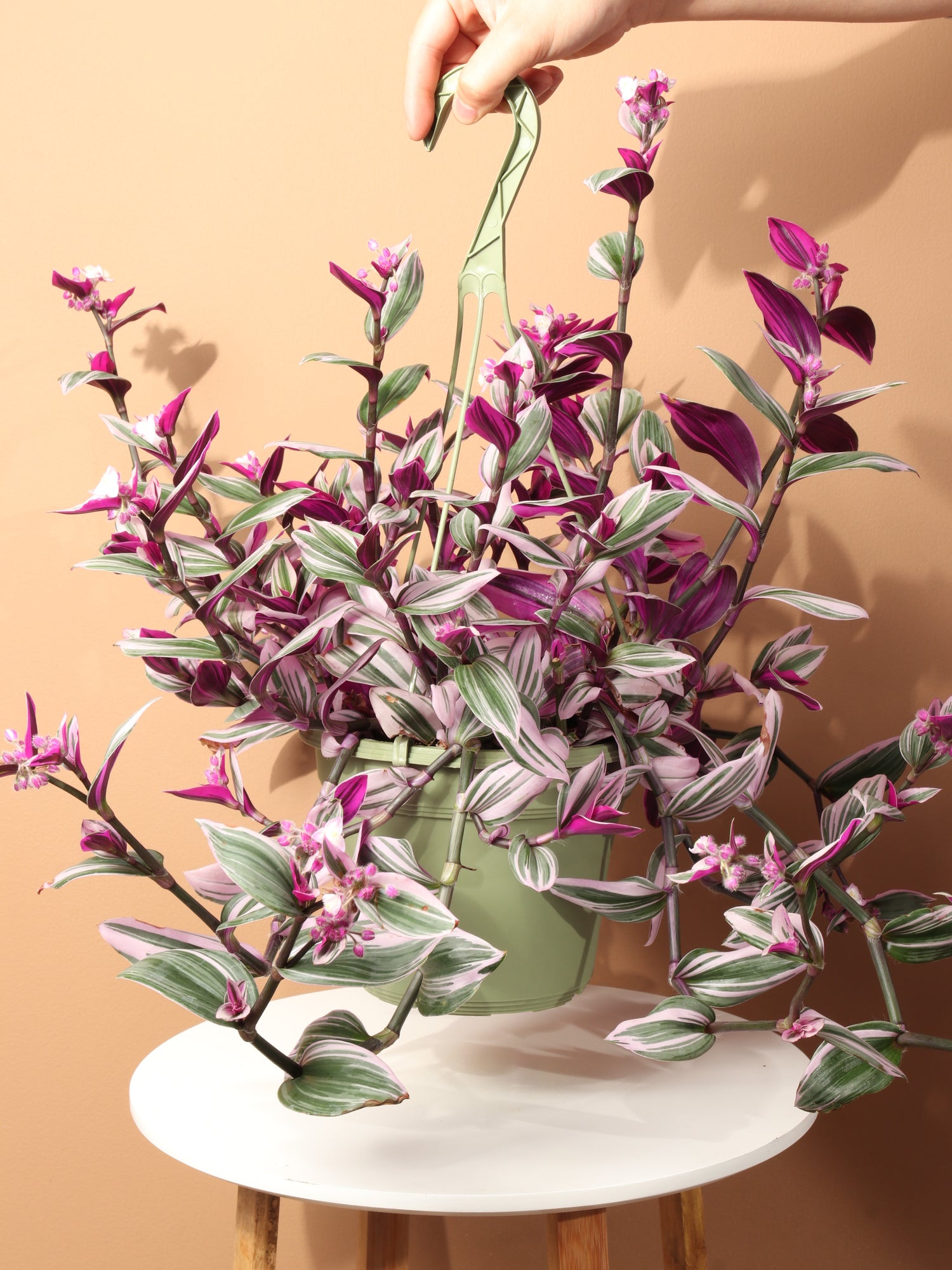 hanging plants online shopping Hanging Basket Tradescantia Nanouk