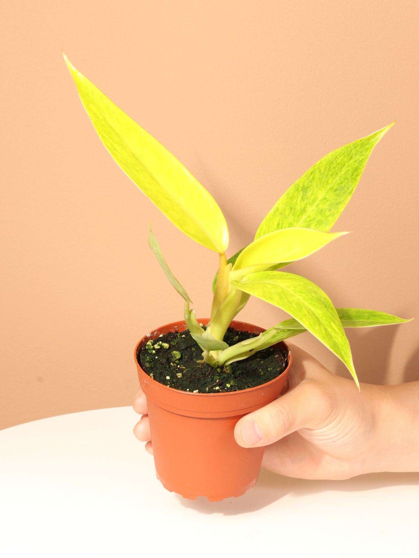 Small Philodendron 'Painted Lady'