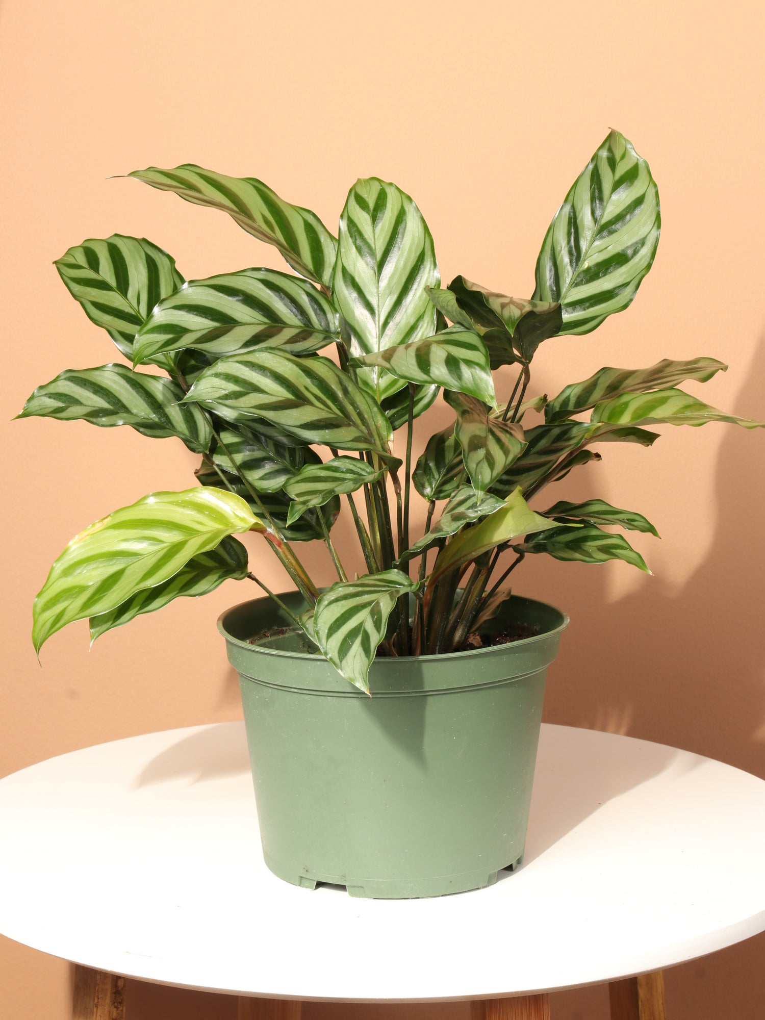 calathea feey Medium Calathea 'Freddie' – Dahing Plants