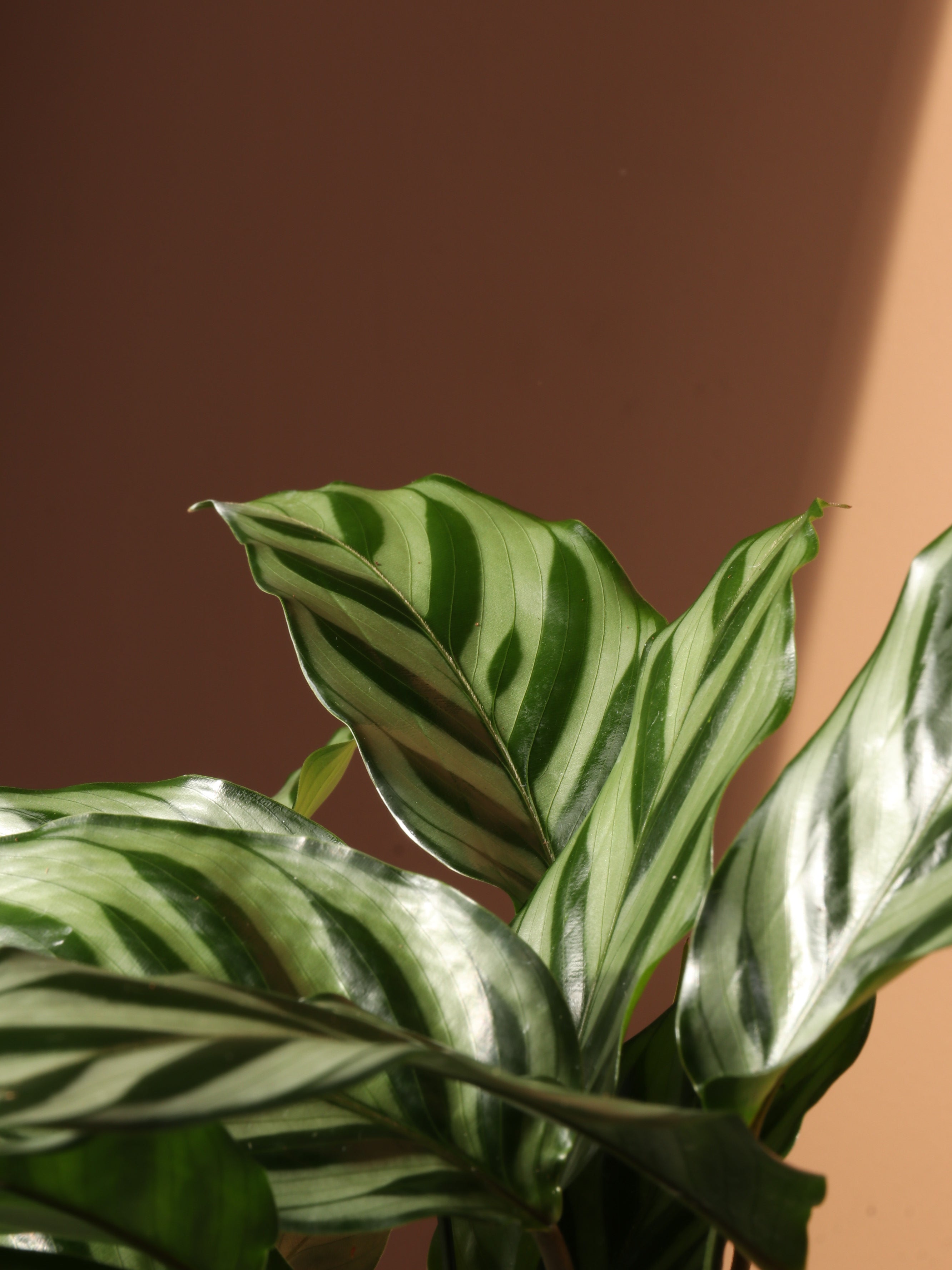 Medium Calathea 'Freddie'