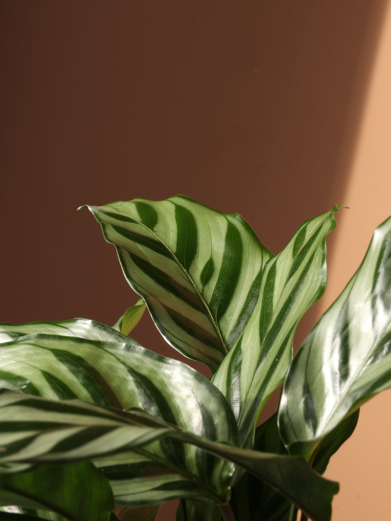 Medium Calathea 'Freddie' – Dahing Plants