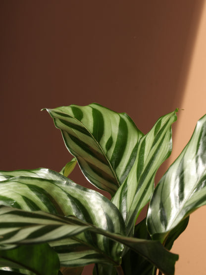 Medium Calathea &