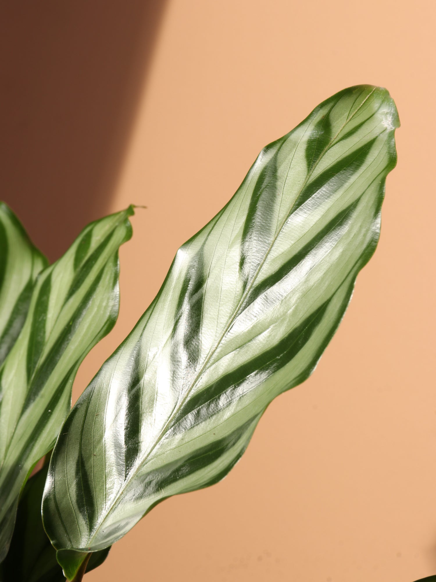 Medium Calathea 'Freddie' – Dahing Plants