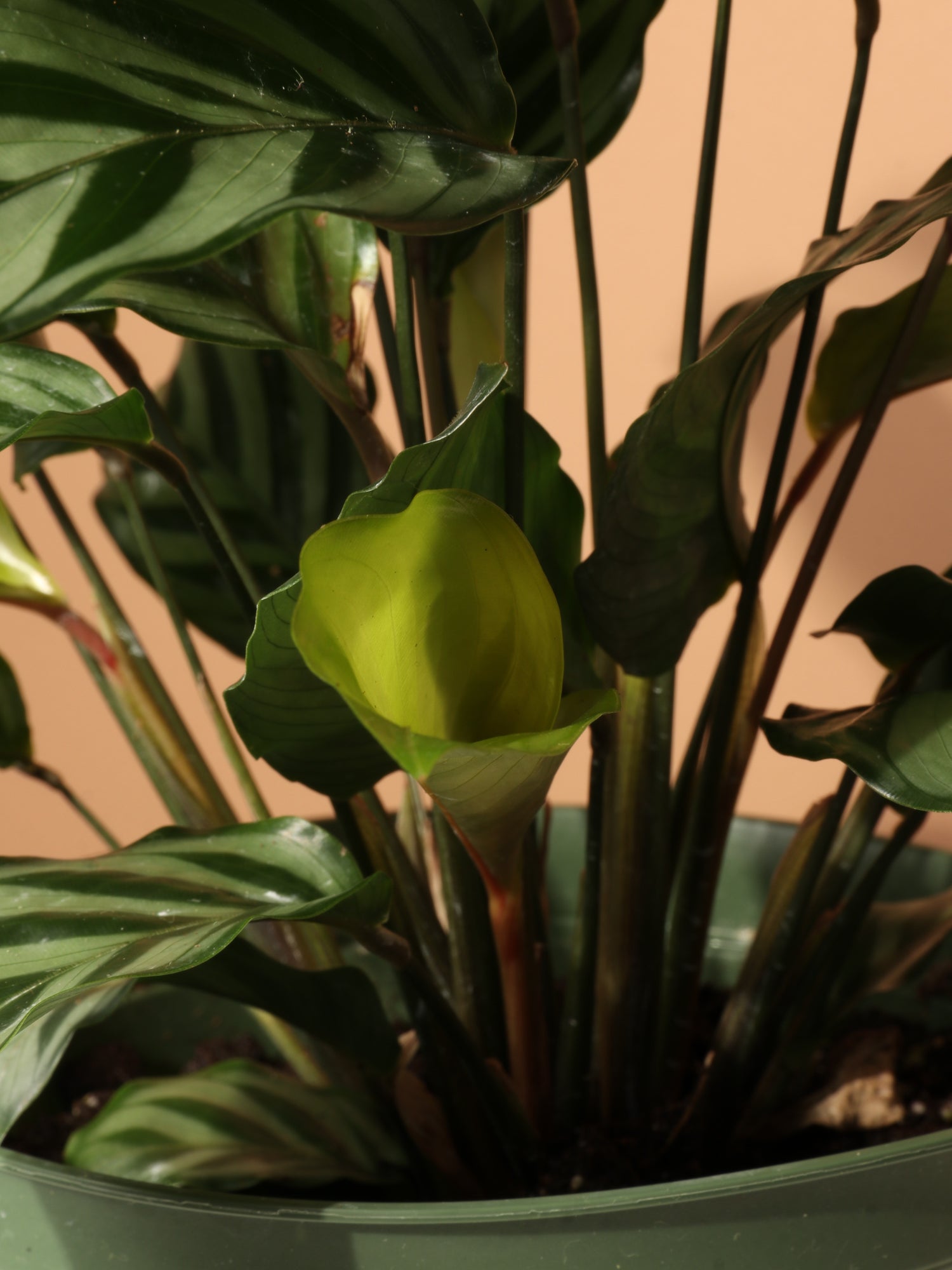 Medium Calathea 'Freddie' – Dahing Plants