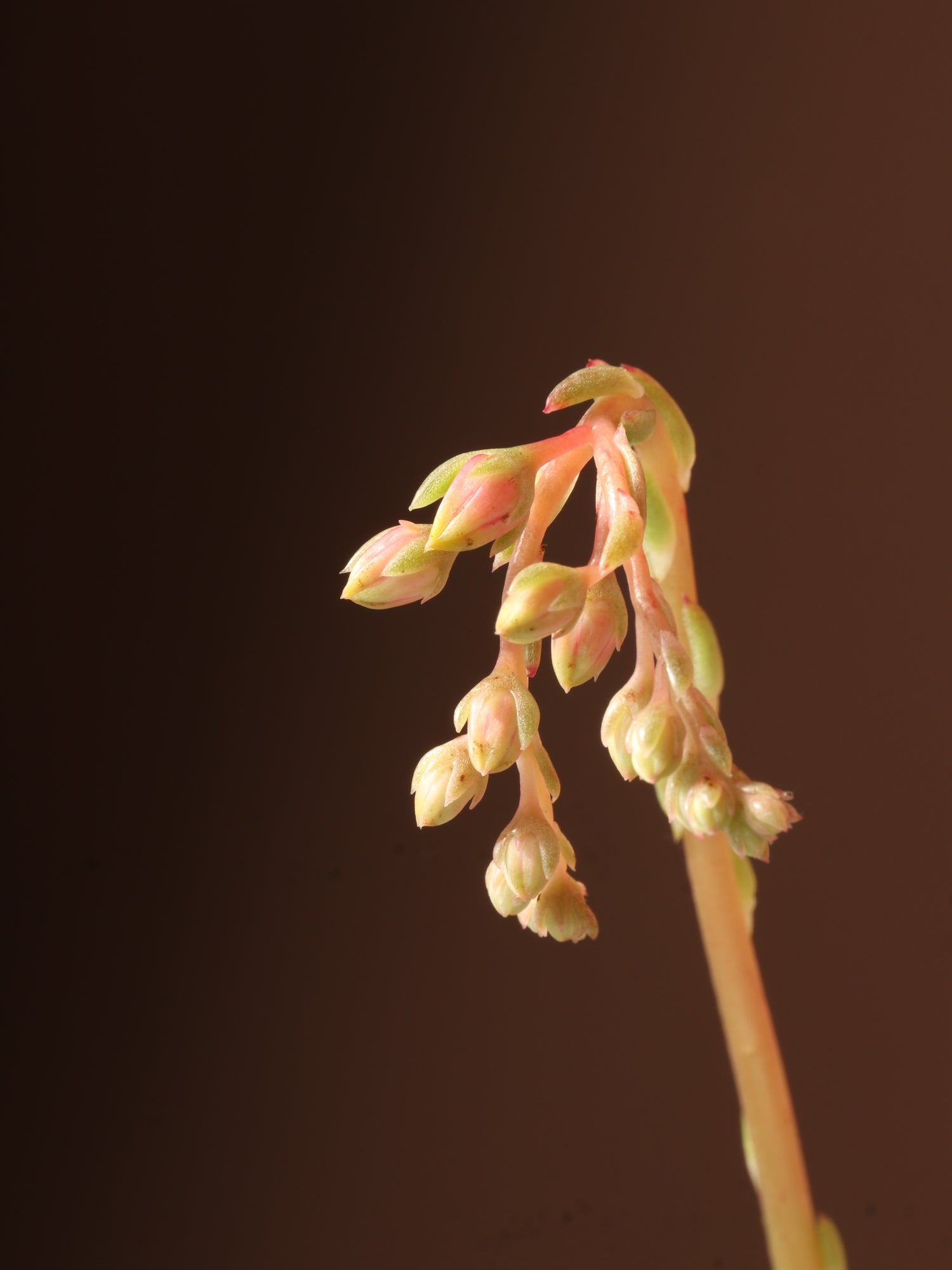 Small Succulent Echeveria