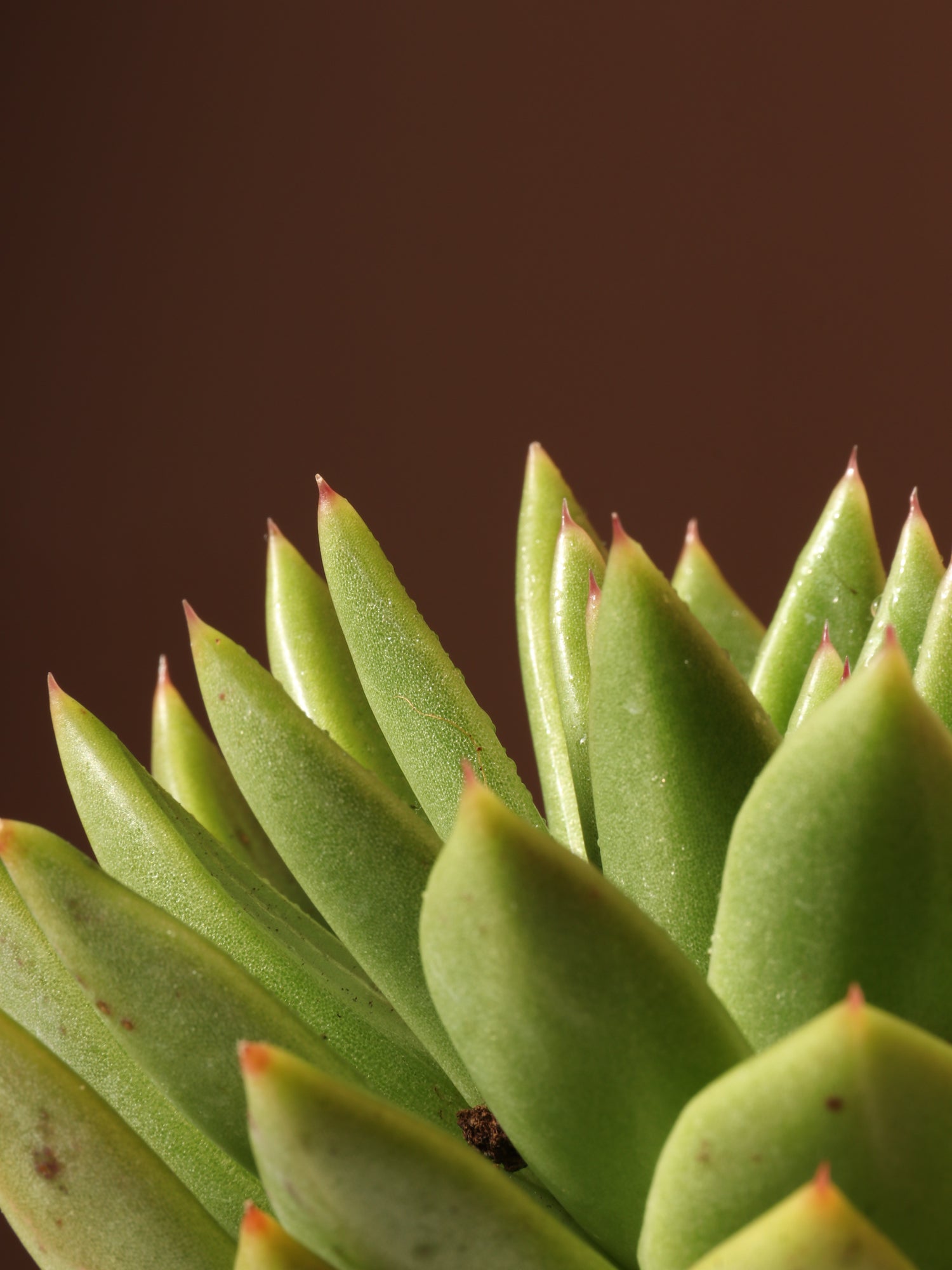 Small Succulent Echeveria