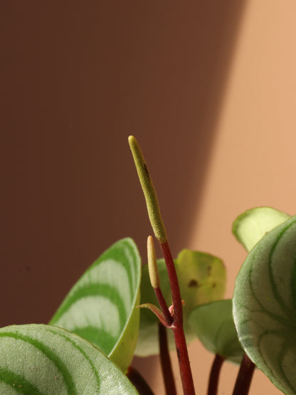 Small Watermelon Peperomia