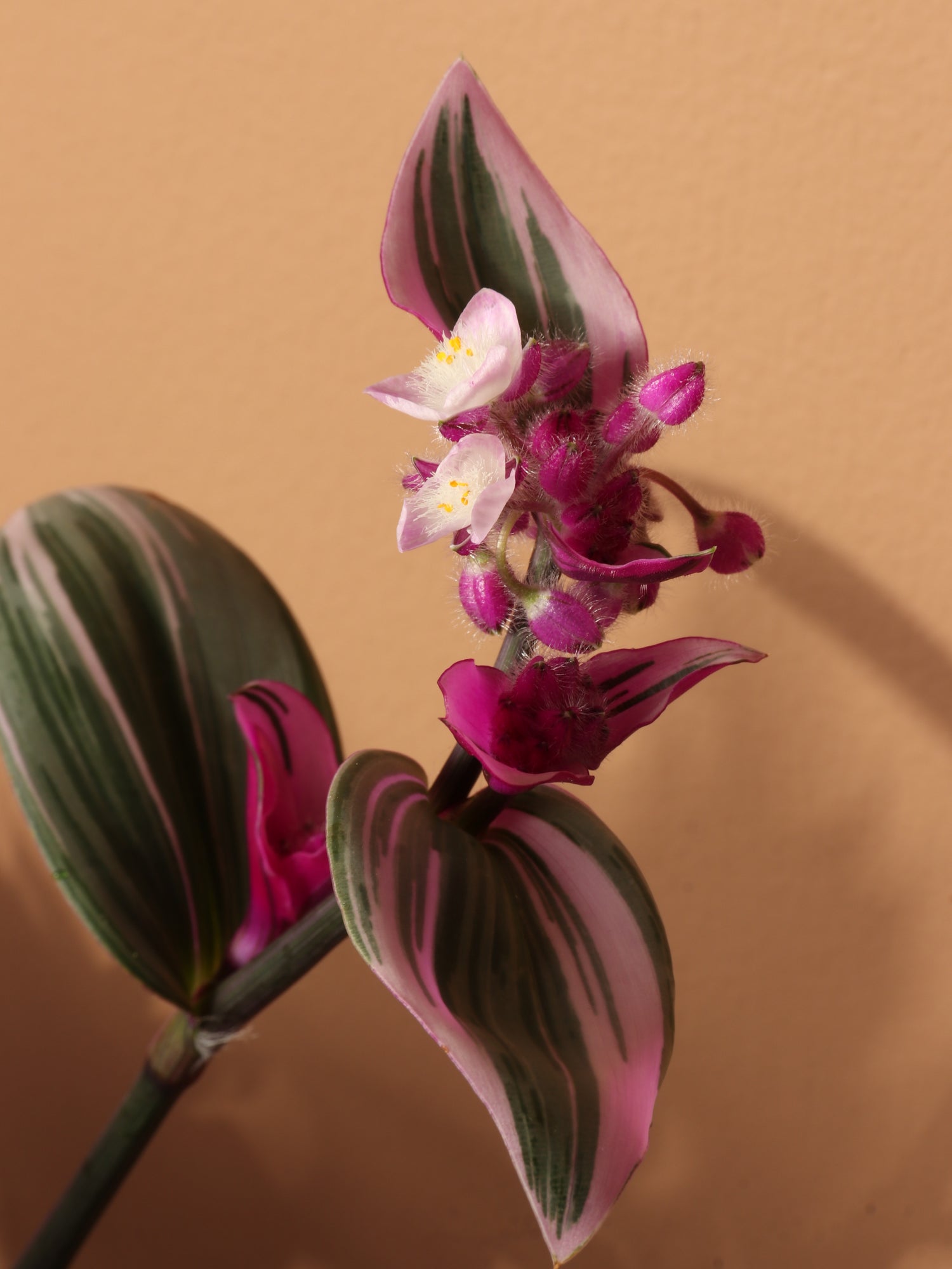 tradescantia nanouk pink trailing house plant Buy Basket Tradescantia Nanouk Online | Hanging Plant
