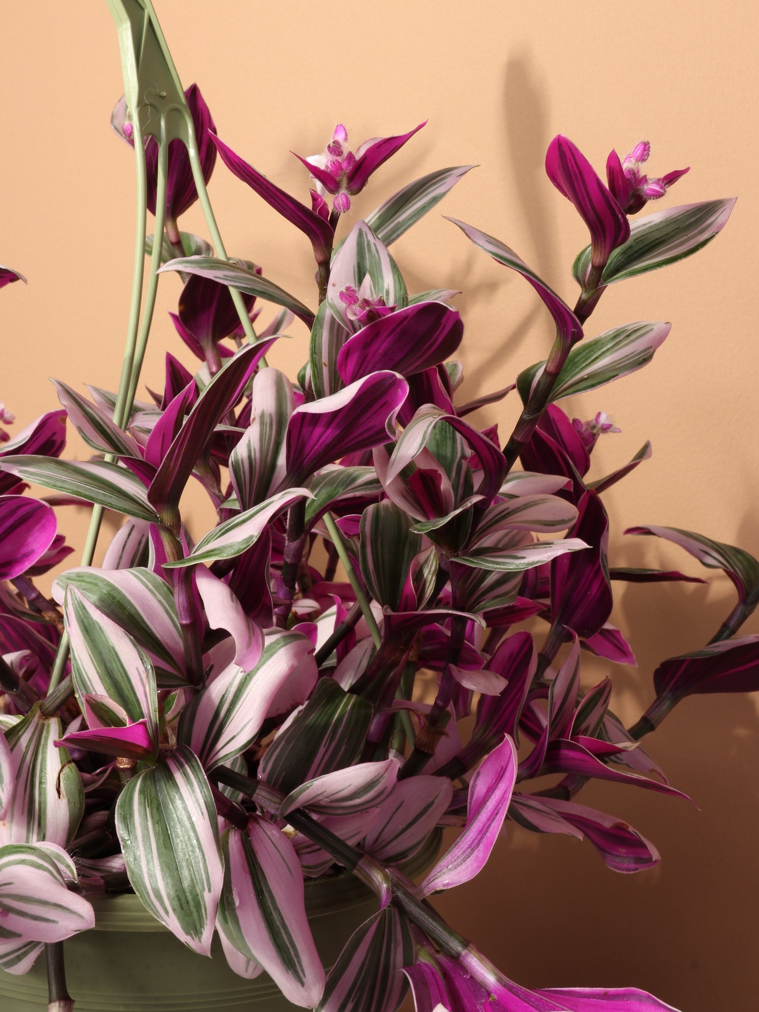 buying hanging basket plants online Hanging Basket Tradescantia Nanouk
