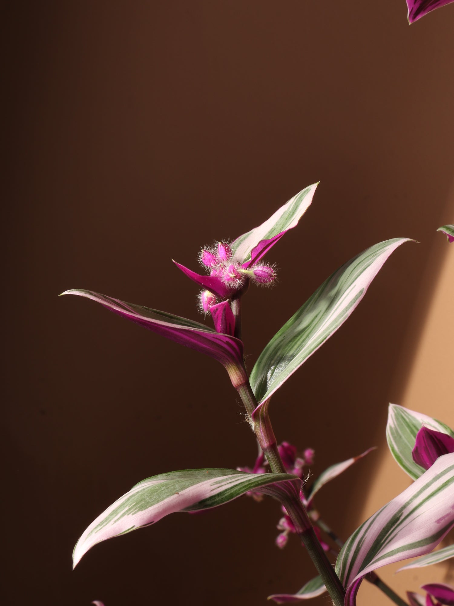 tradescantia nanouk pink trailing house plant Buy Basket Tradescantia Nanouk Online | Hanging Plant