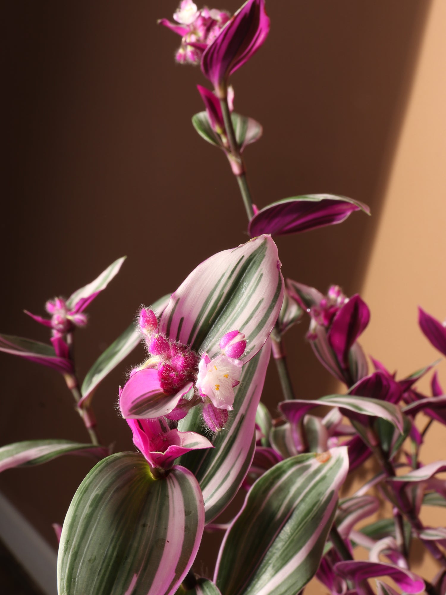 tradescantia nanouk pink trailing house plant Buy Basket Tradescantia Nanouk Online | Hanging Plant