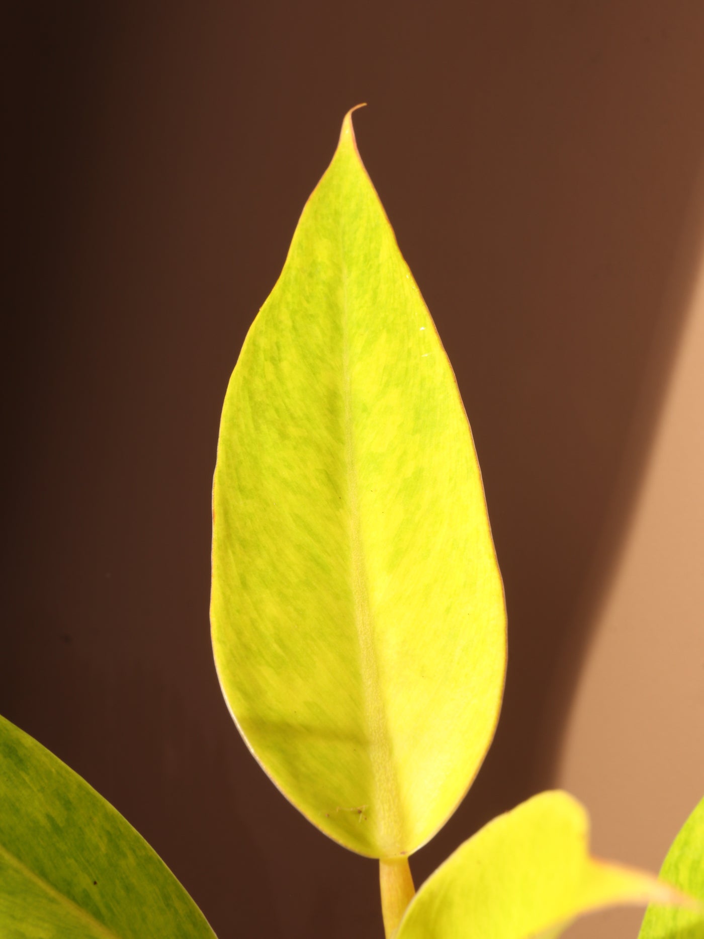 Small Philodendron 'Painted Lady'