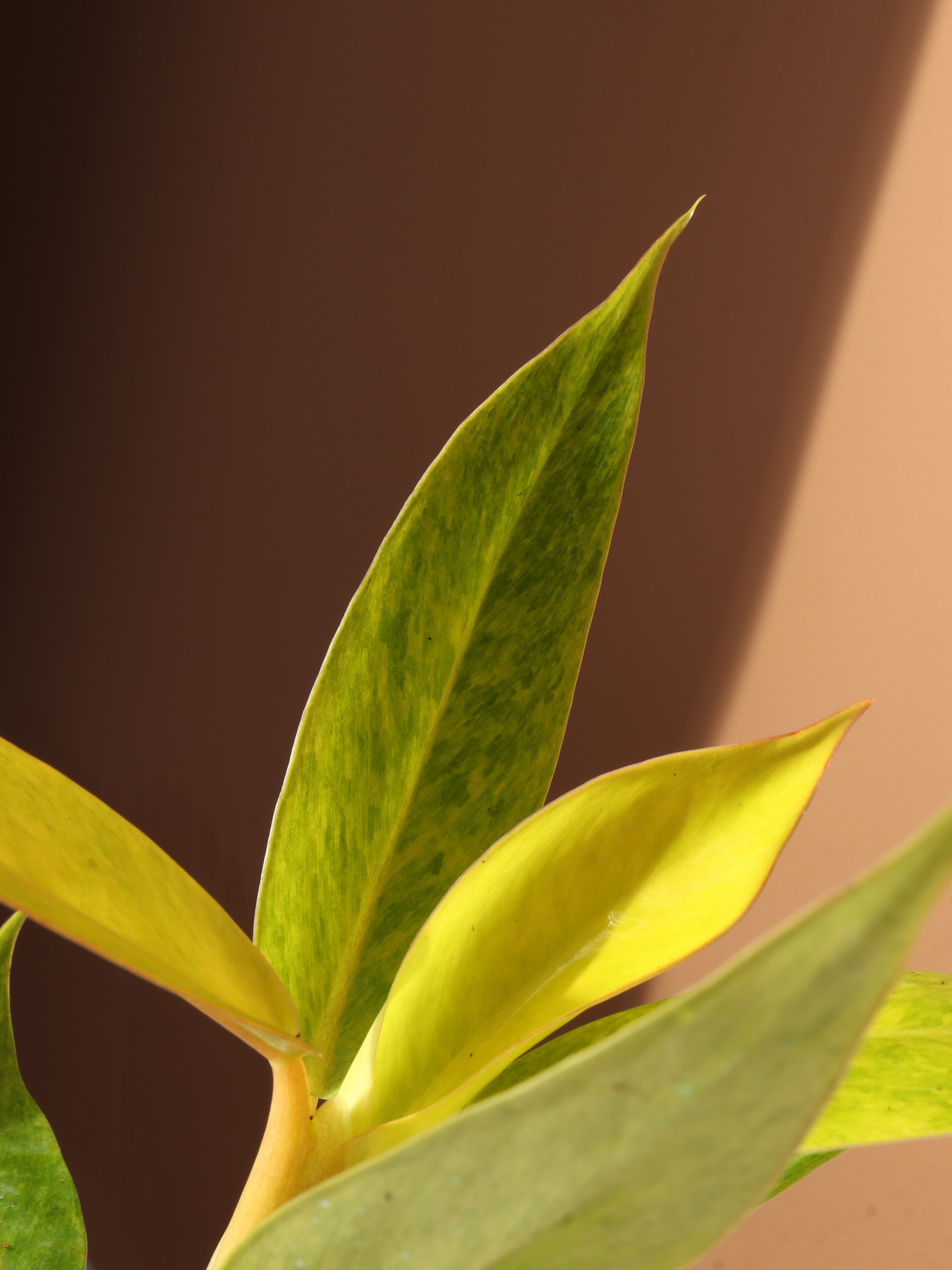 Small Philodendron &