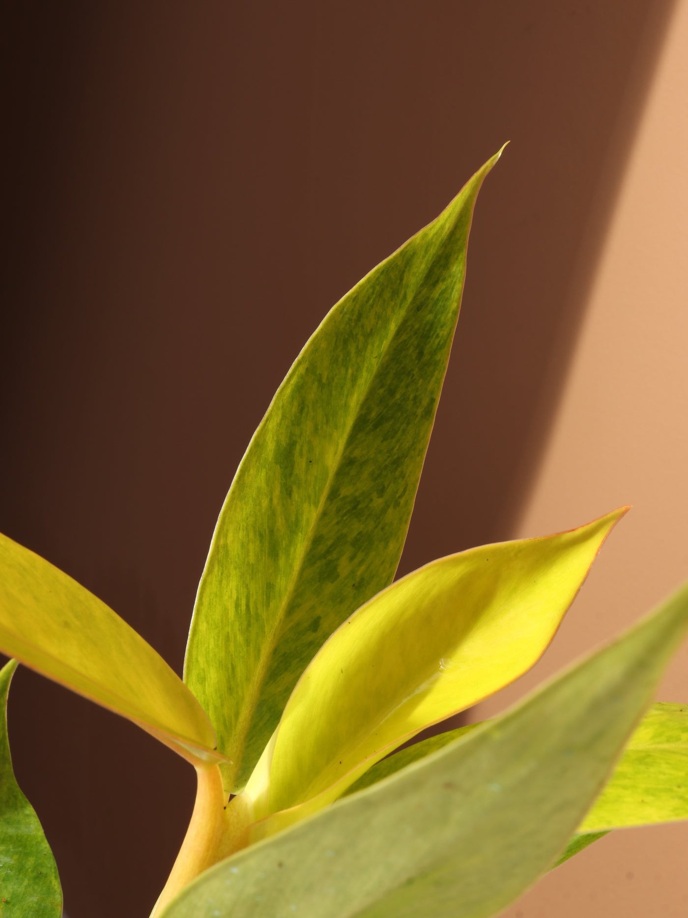 Small Philodendron 'Painted Lady'