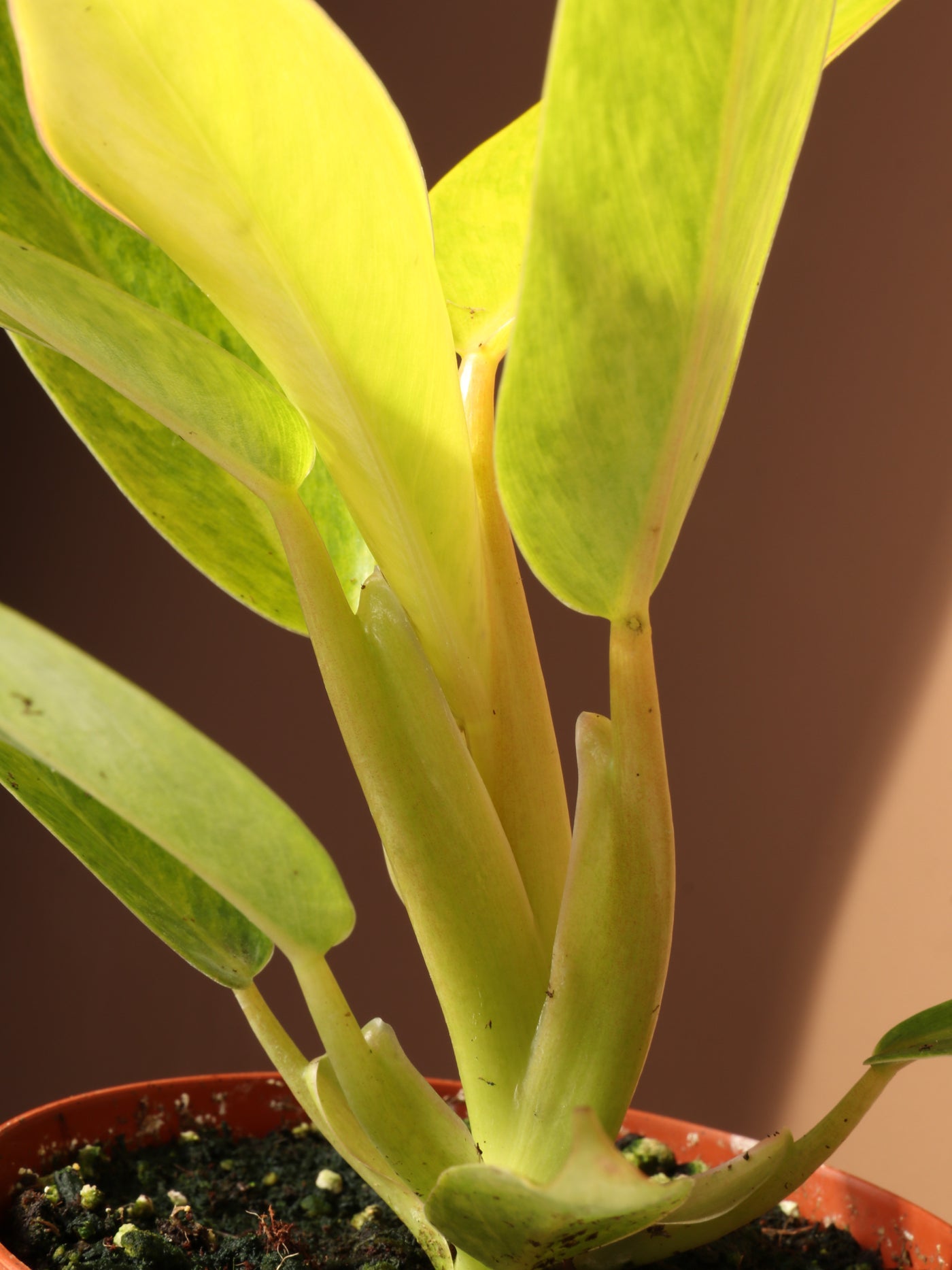 Small Philodendron 'Painted Lady'