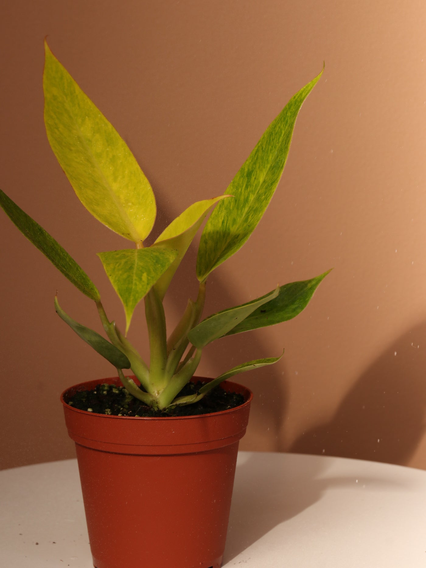 Small Philodendron 'Painted Lady'