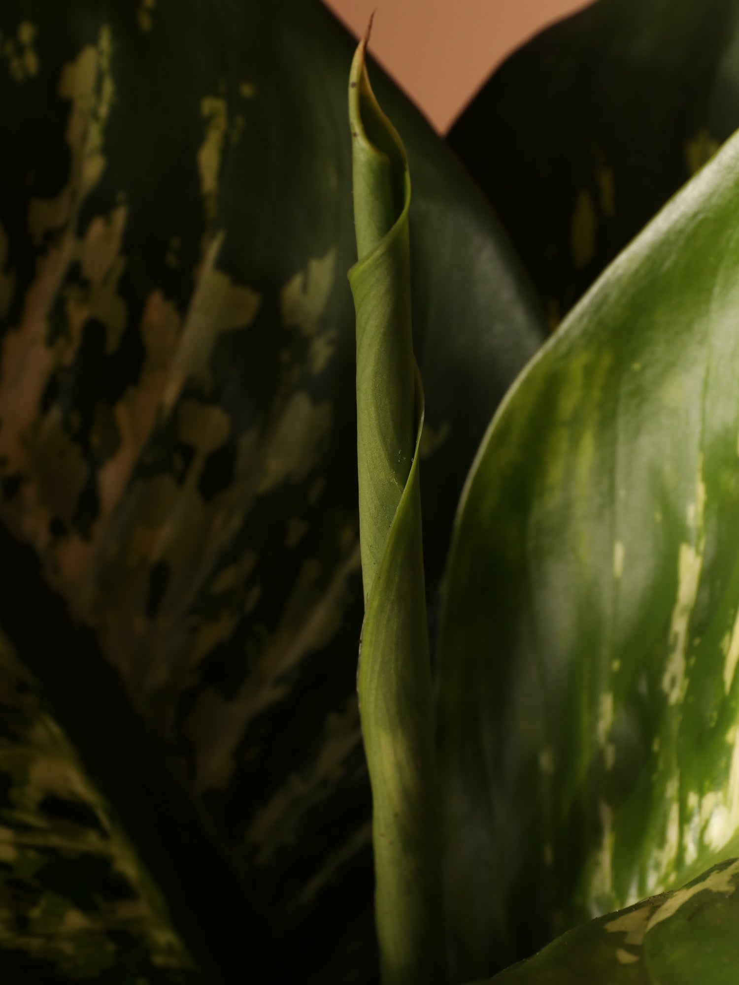 Large Dieffenbachia &