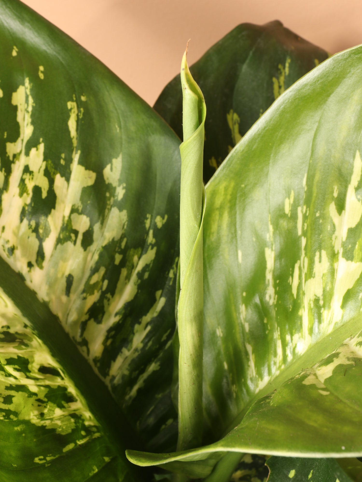 dieffenbachia plant brown spots on leaves Buy Dieffenbachia 'Tropic Snow' Online | Large Indoor Plant