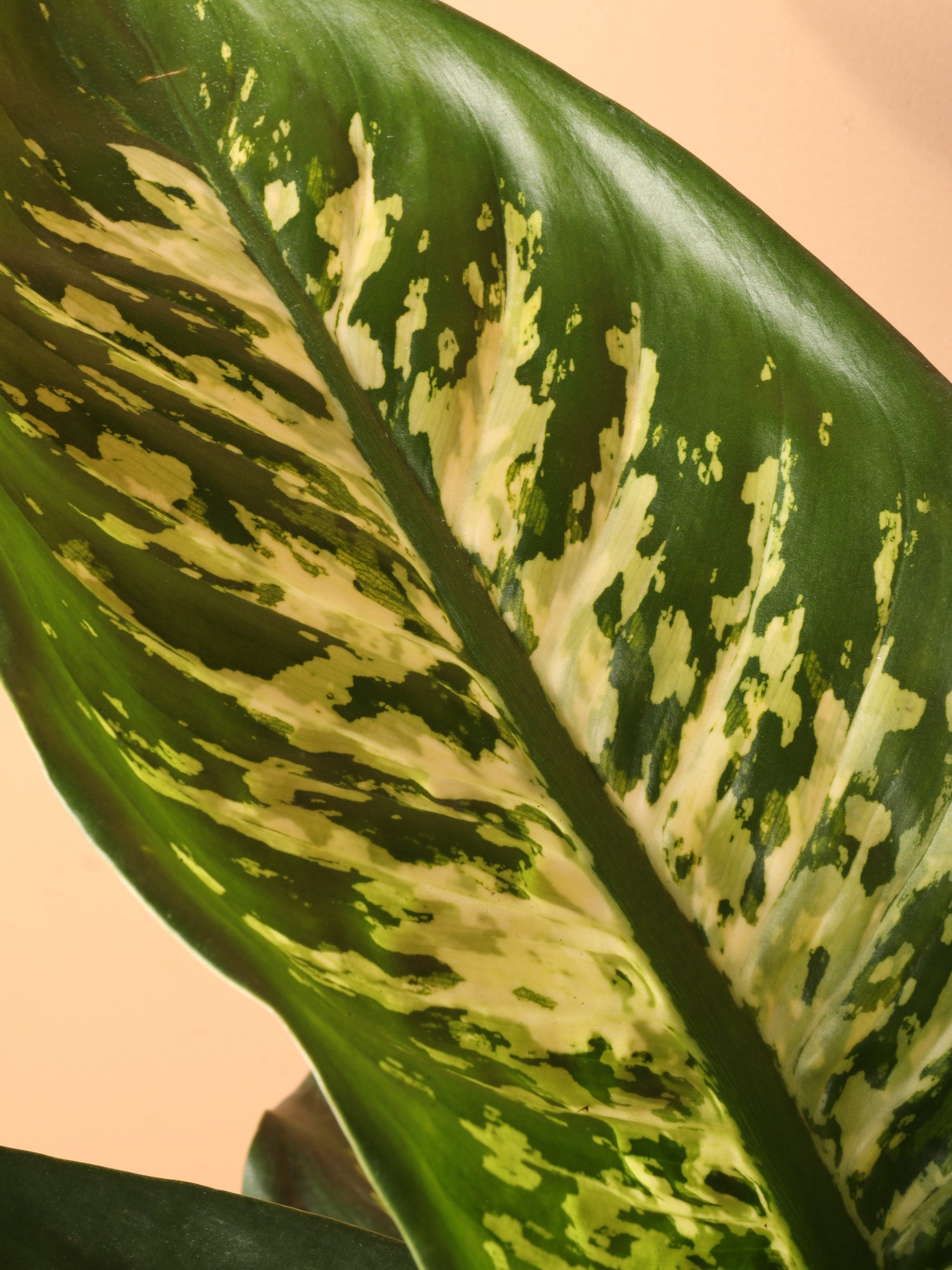 3-5 FT Dieffenbachia 'Tropic Snow' – Dahing Plants