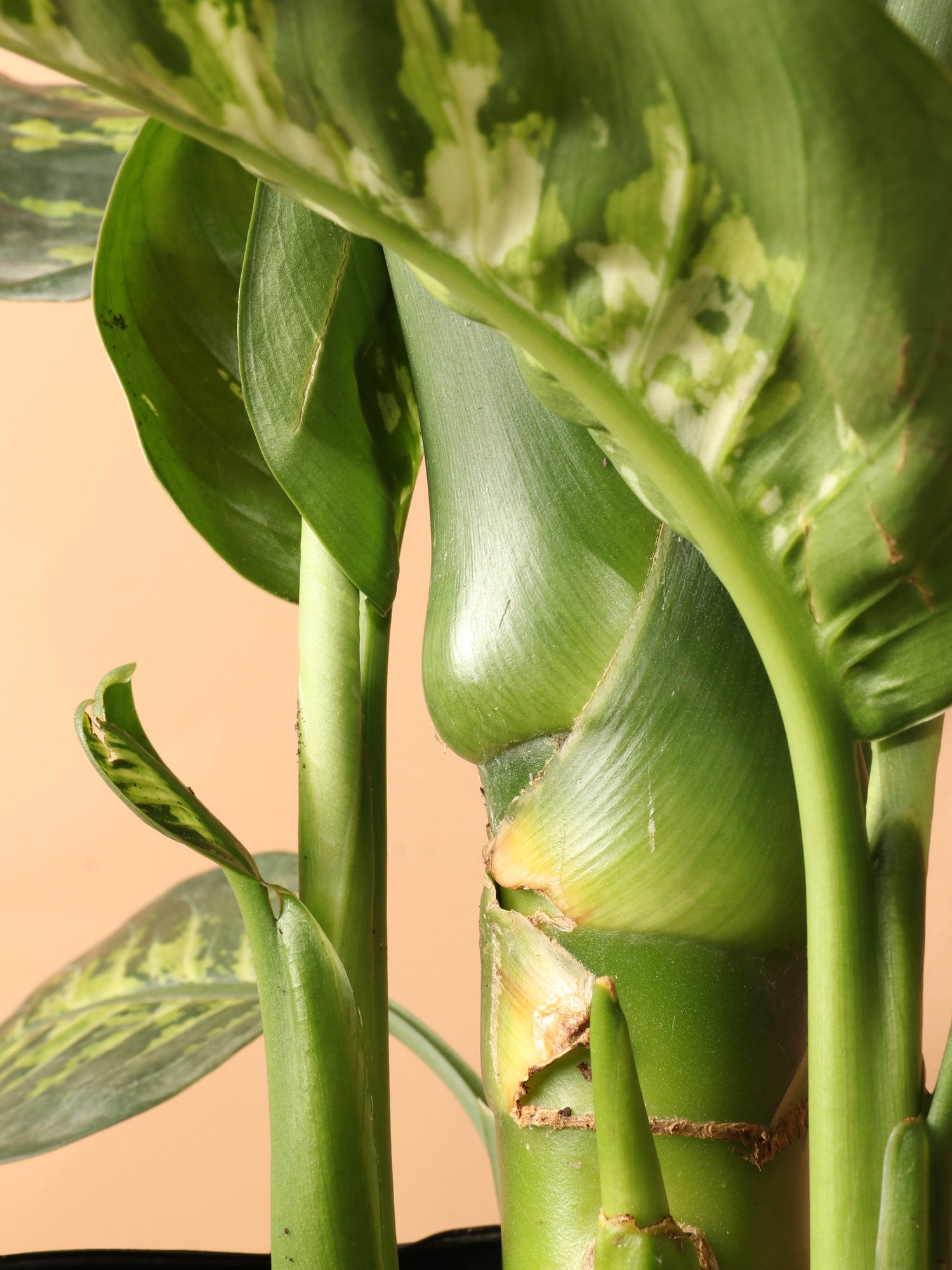 dieffenbachia long stem Buy Dieffenbachia 'Tropic Snow' Online | Large Indoor Plant