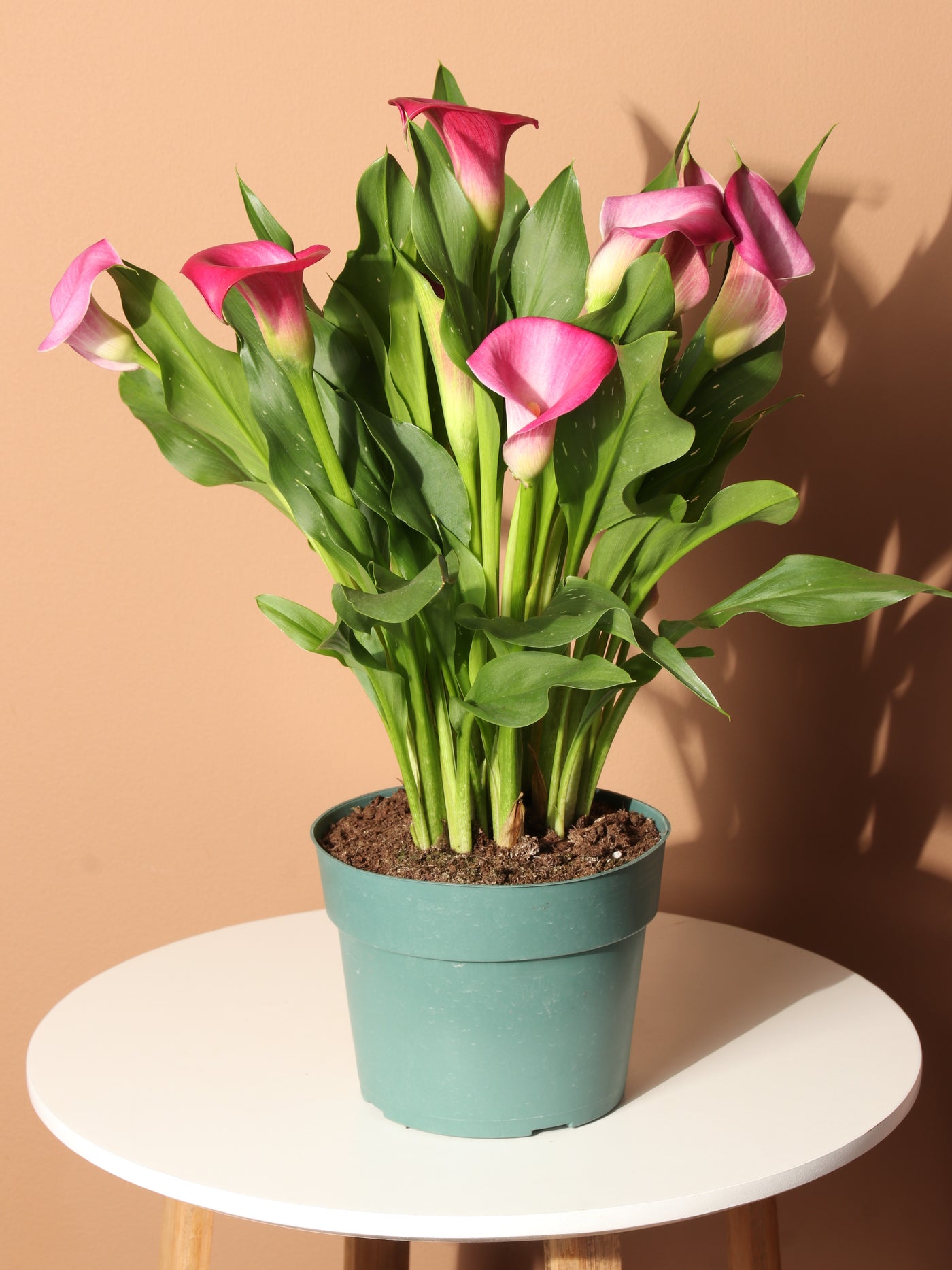 Medium Pink Calla Lily