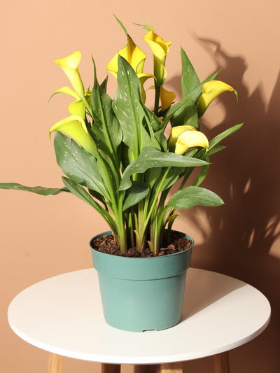 Medium Yellow Calla Lily