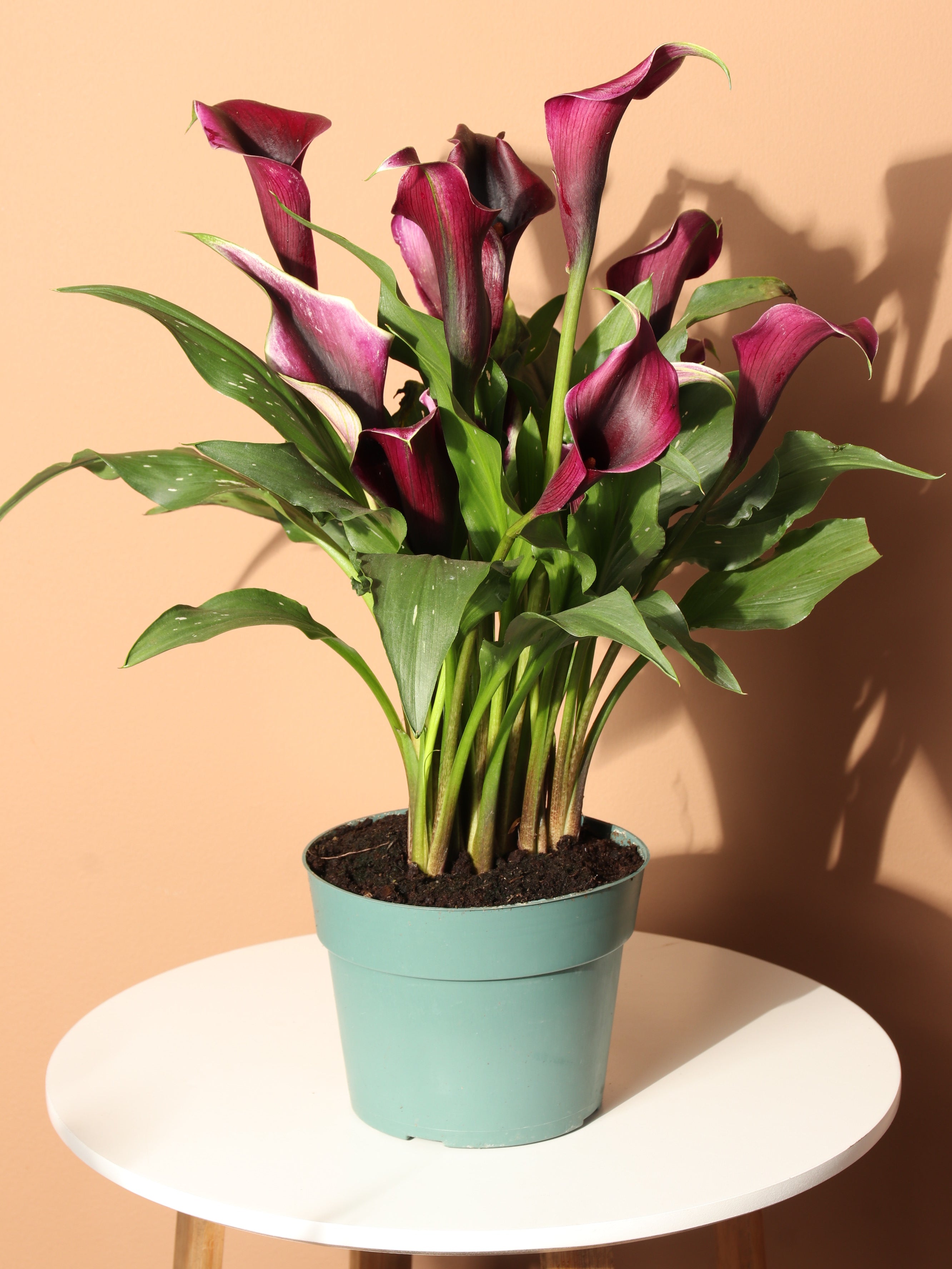 Medium Purple Calla Lily – Dahing Plants