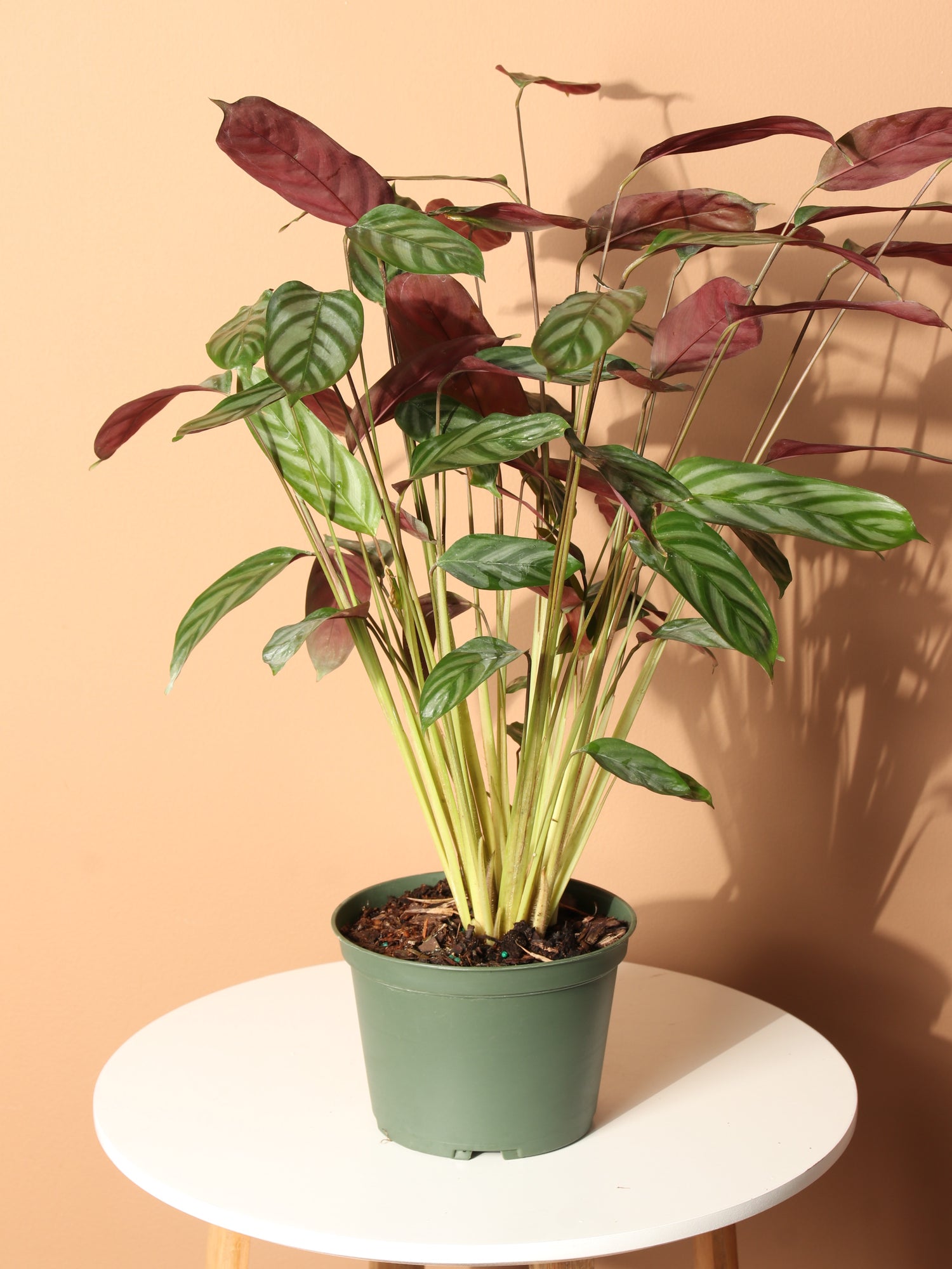 setosa prayer plant Buy Calathea Setosa Online | Easy Care House Plant