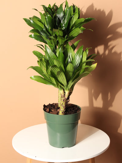 Medium Dracaena Compacta Cane