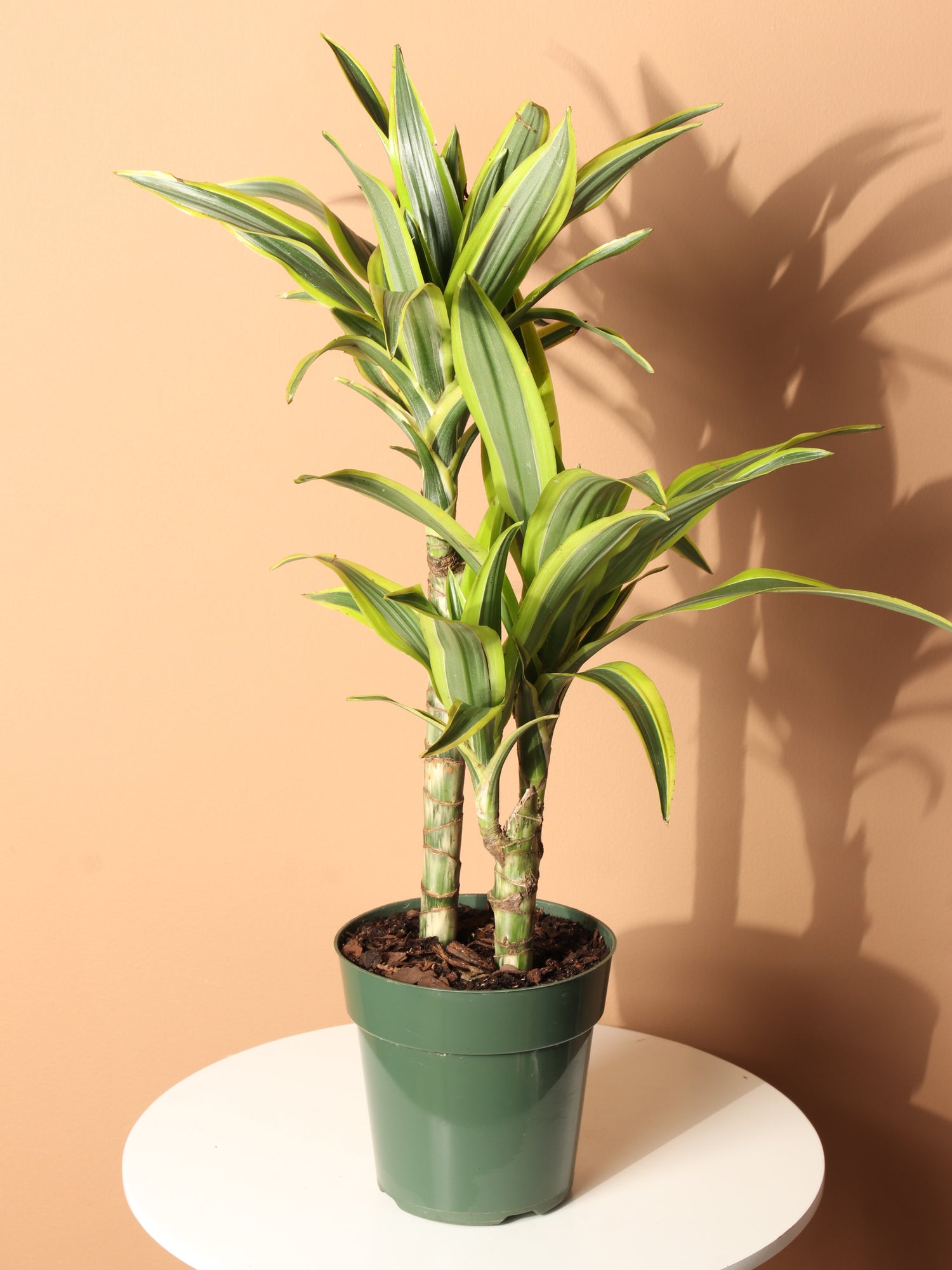 Medium Dracaena Lemon Lime Cane