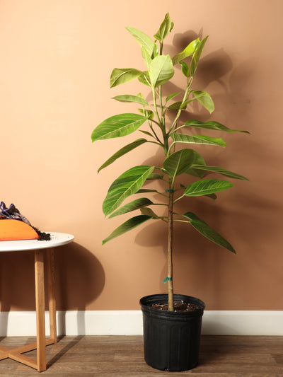Large Ficus Altissima Std