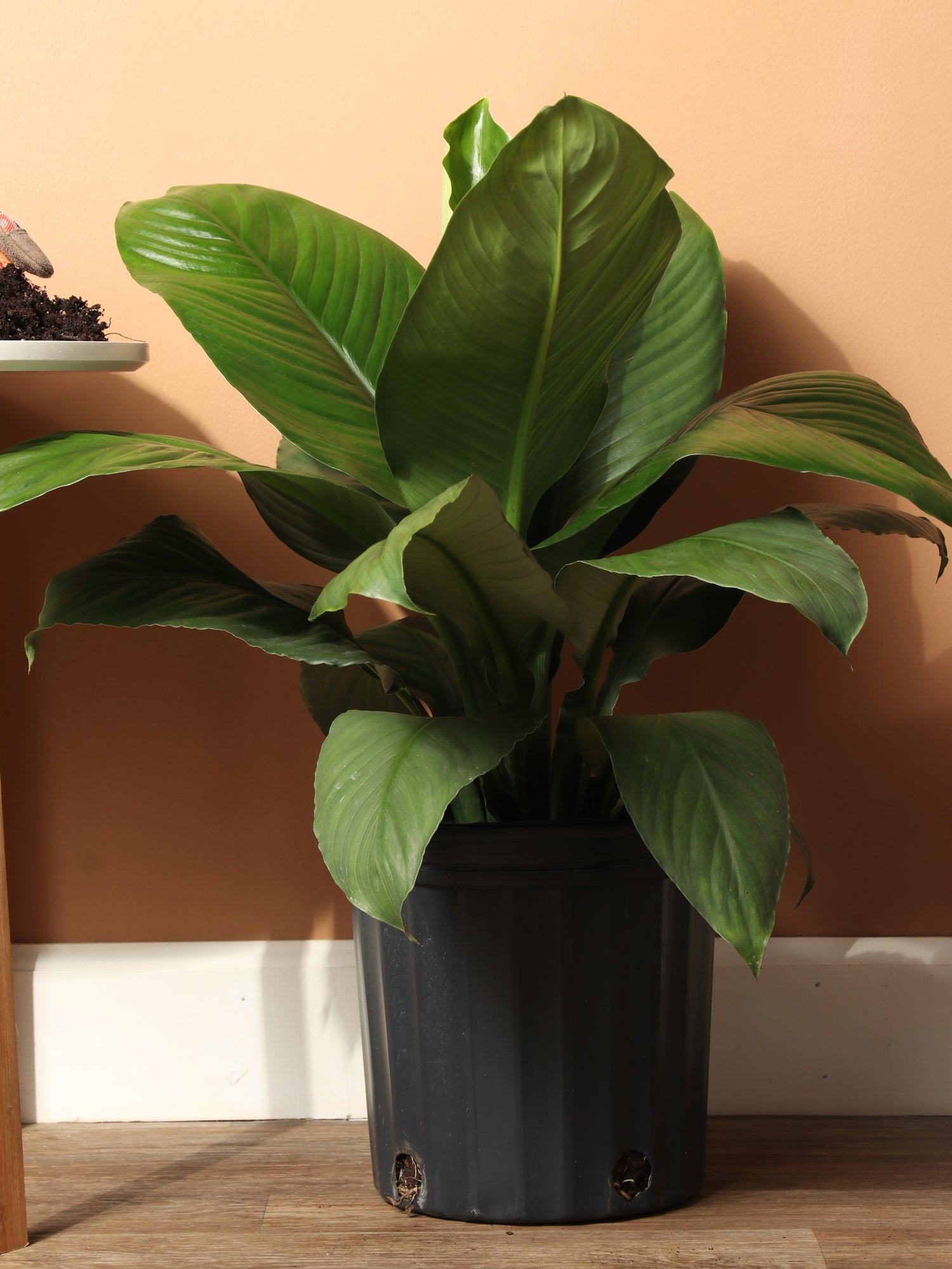 3-5 FT Sensation Peace Lily – Dahing Plants