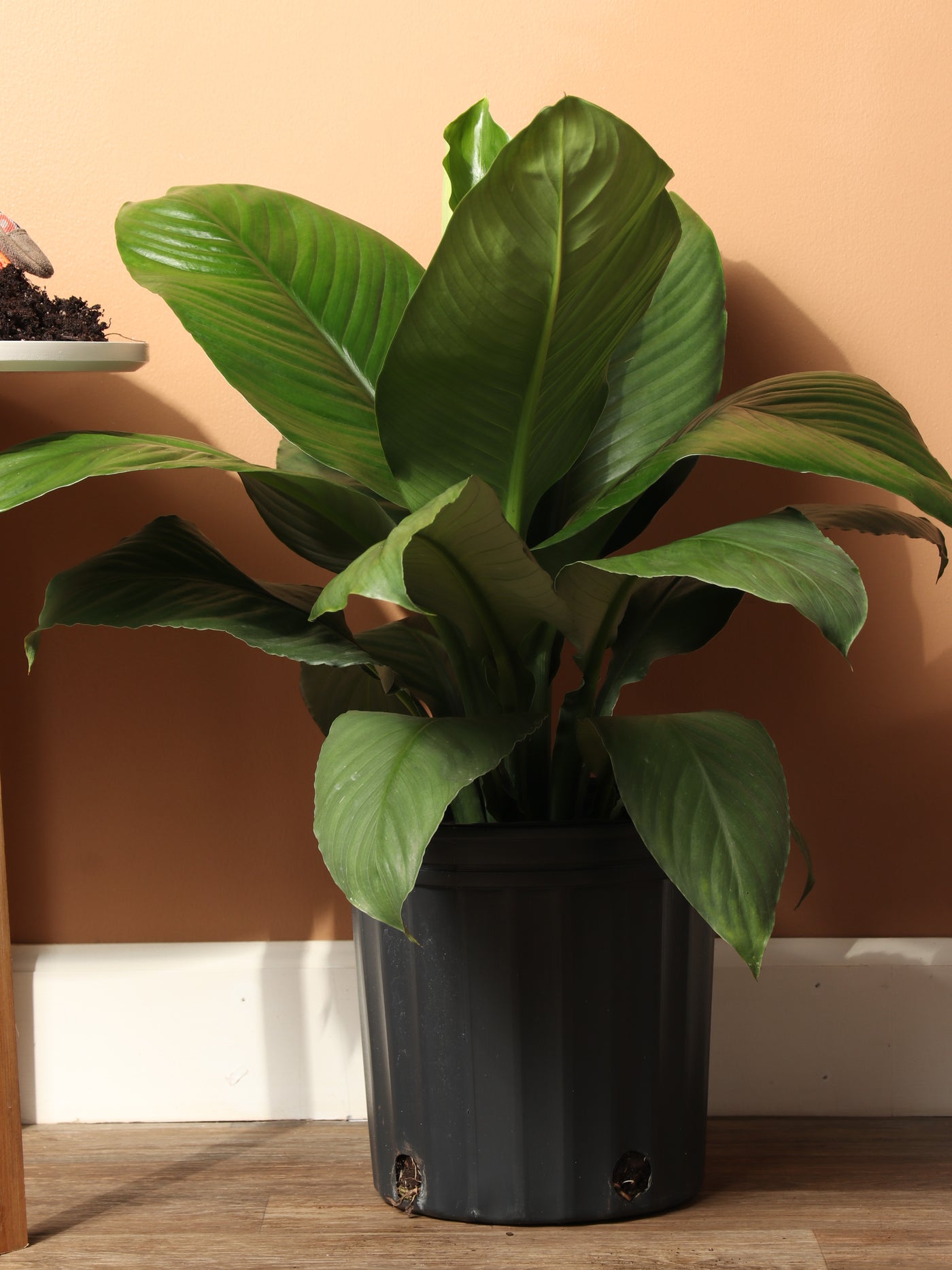 Giant shop peace lily