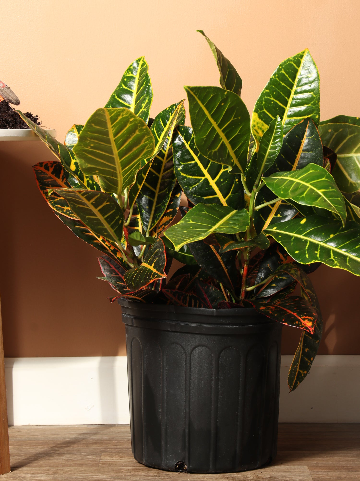 are crotons indoor plants 3-5 FT Garden Croton – Dahing Plants