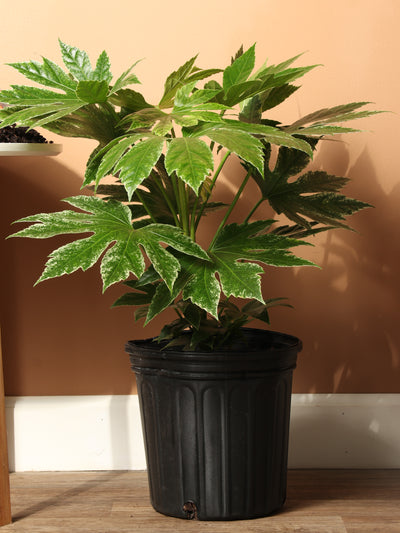 Large Spider Web Aralia 'Fatsia Japonica'