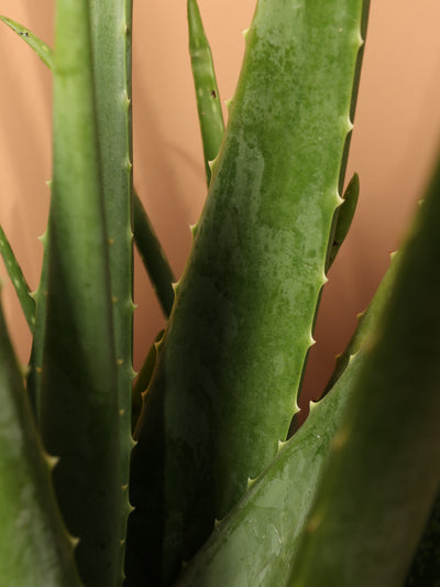 Large Aloe Vera