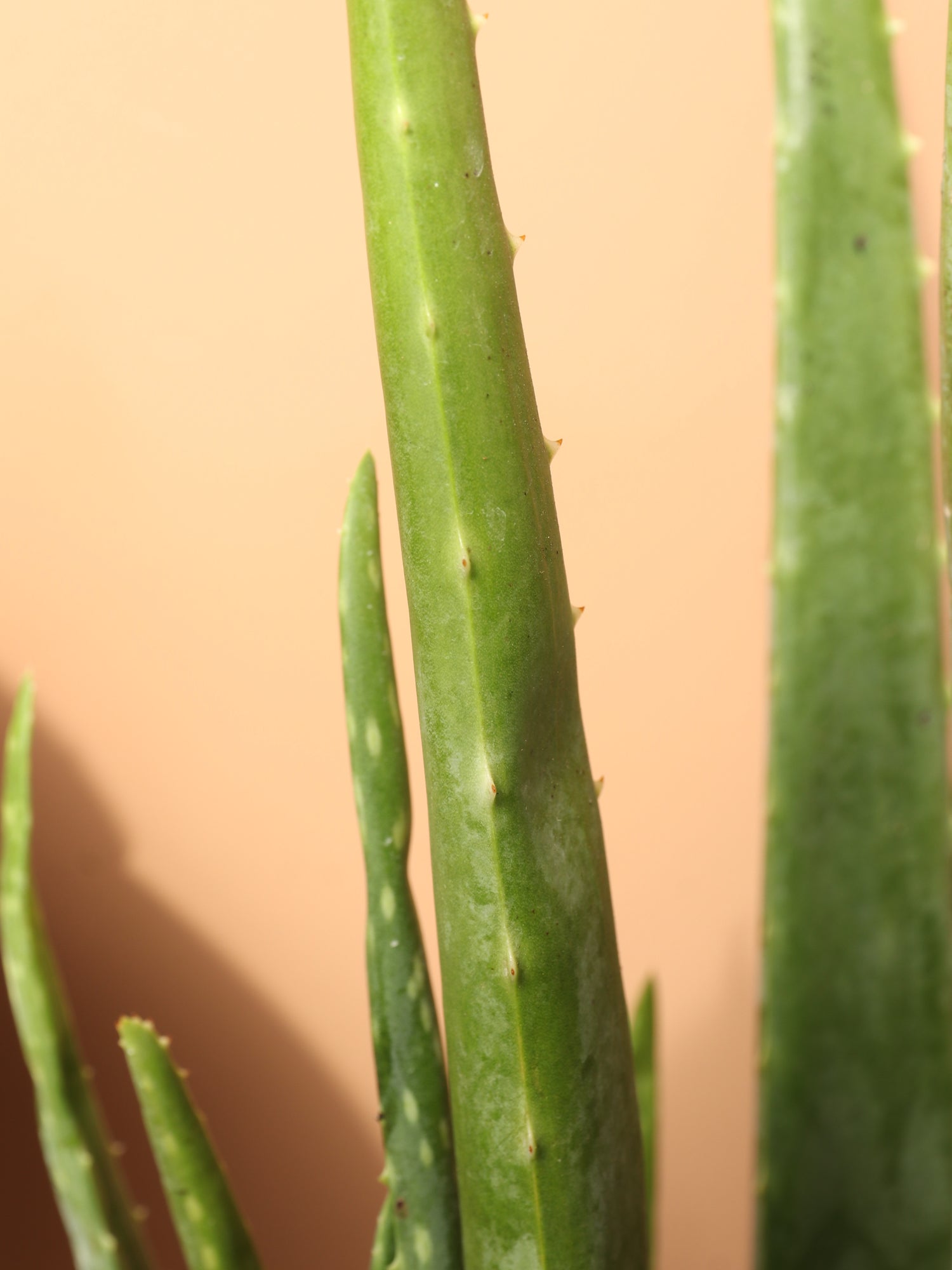 3-5 FT Aloe Vera – Dahing Plants
